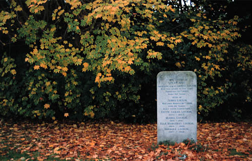 Autumn leaves & Stone